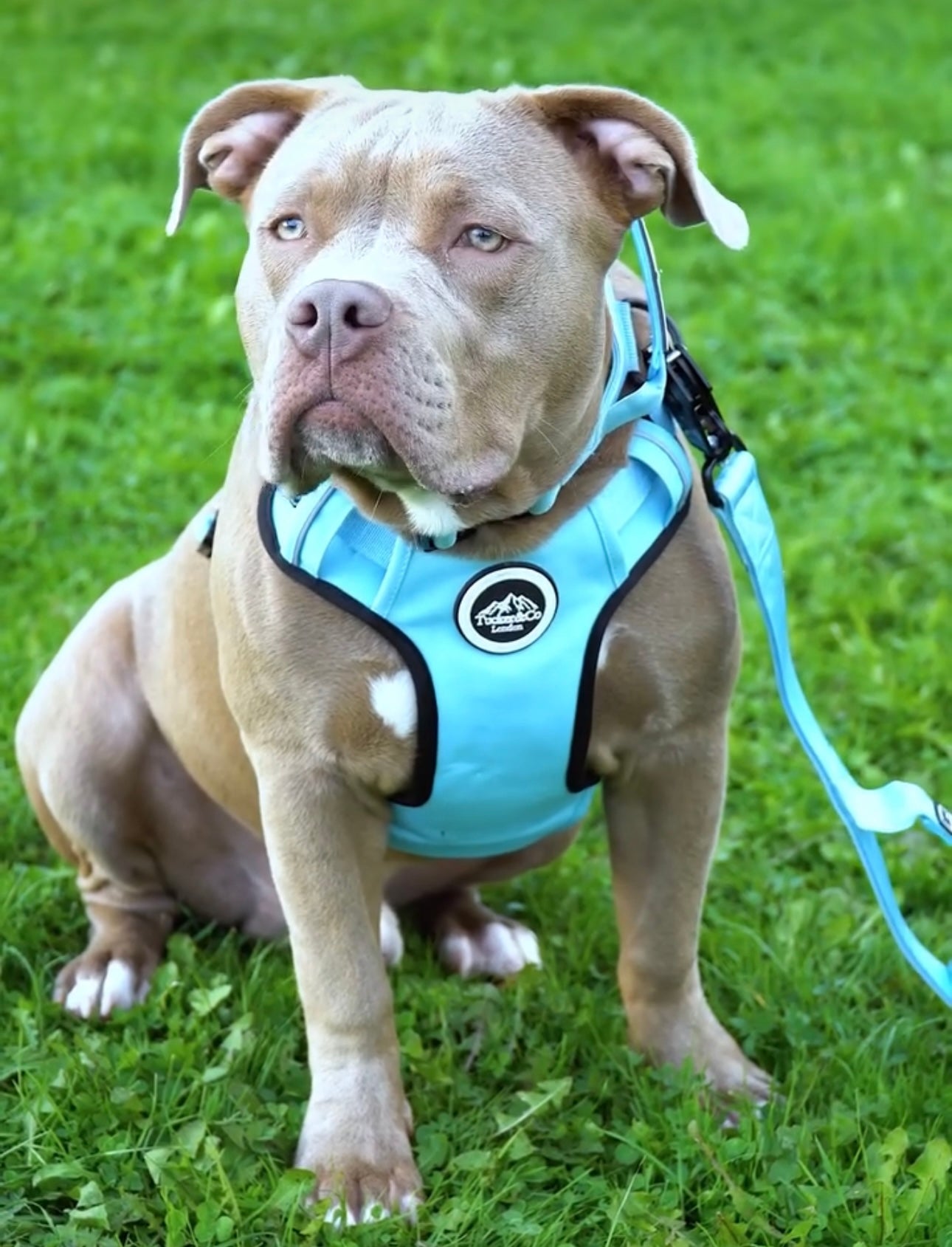 Tucker&Co Sky Blue/Black Tactical Dog Collar.