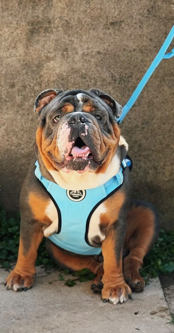 Tucker&Co Sky Blue/Black Doubled Handled Tactical Lead.