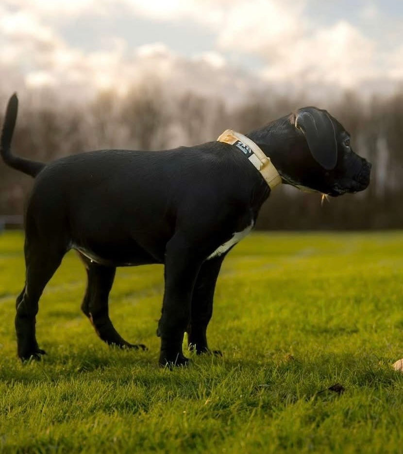 Tucker&Co Vanilla Beige Puppy Collar - 2.5cm