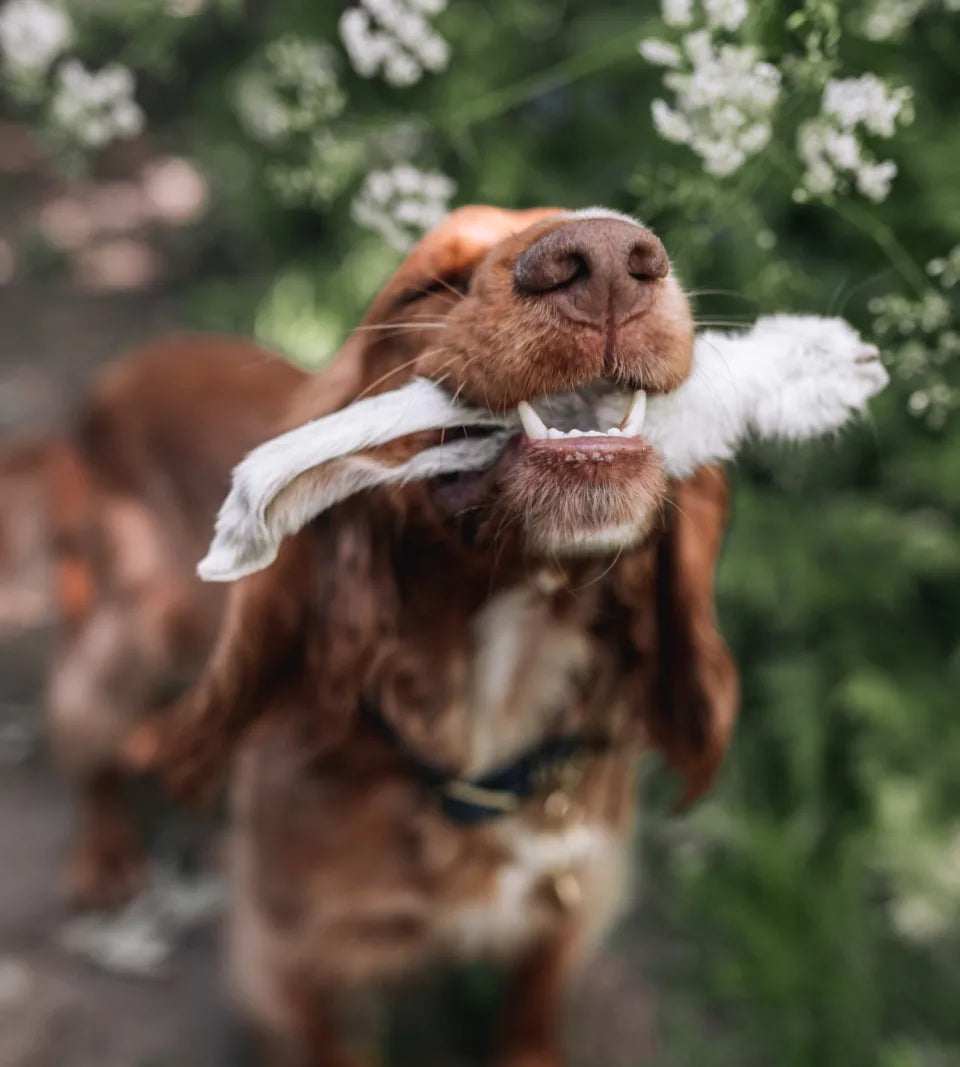Hairy Rabbit Ears - Pack of 10