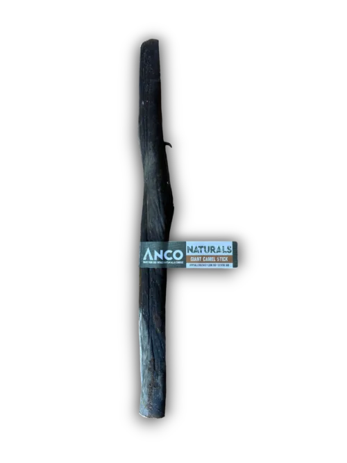 Giant Natural Camel Stick 40-50cm