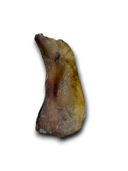 Natural Air Dried Moon Bone - Pack of 5
