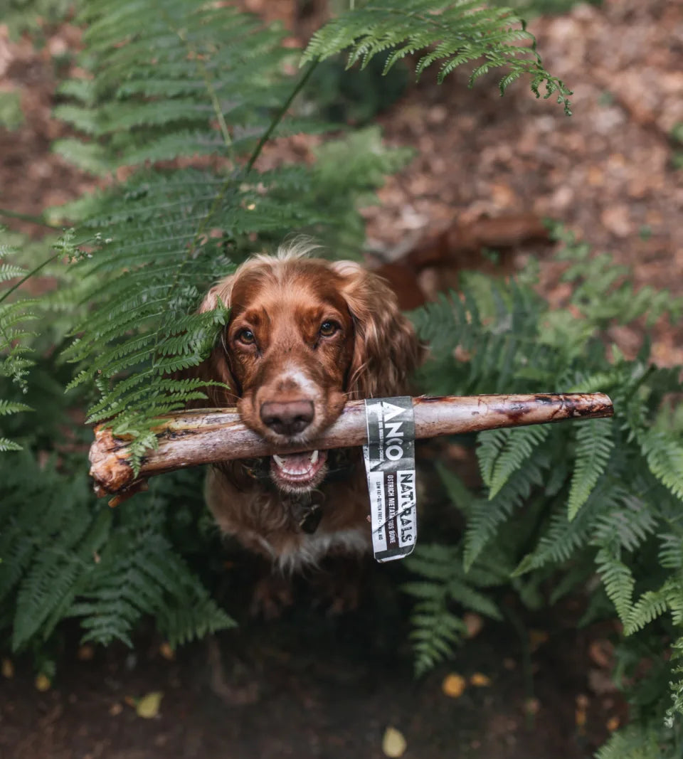 Giant Natural Ostrich Metatarus Bone