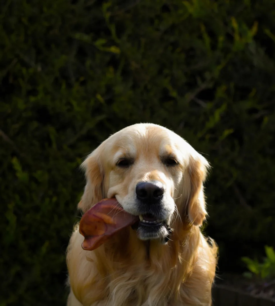 Large Pigs Ears - Pack of 10