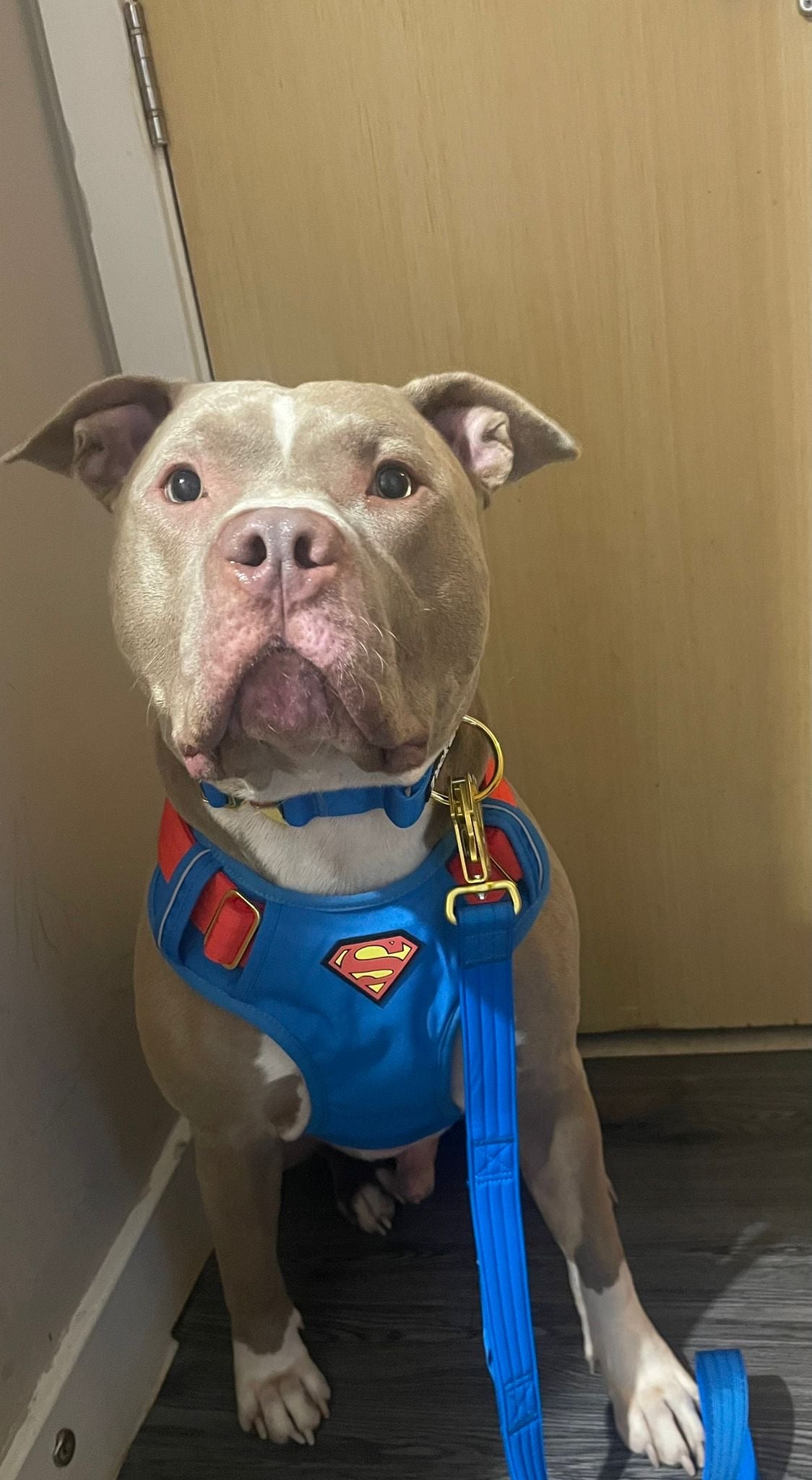 Tucker&Co Limited Edition Superman Full Set