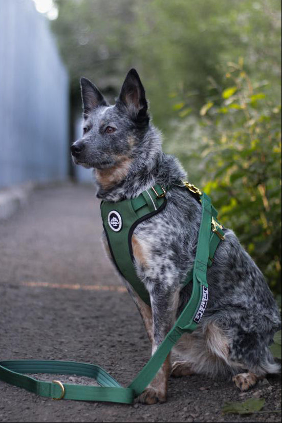 Tucker&Co Emerald Green/Gold Tactical Dog Collar.