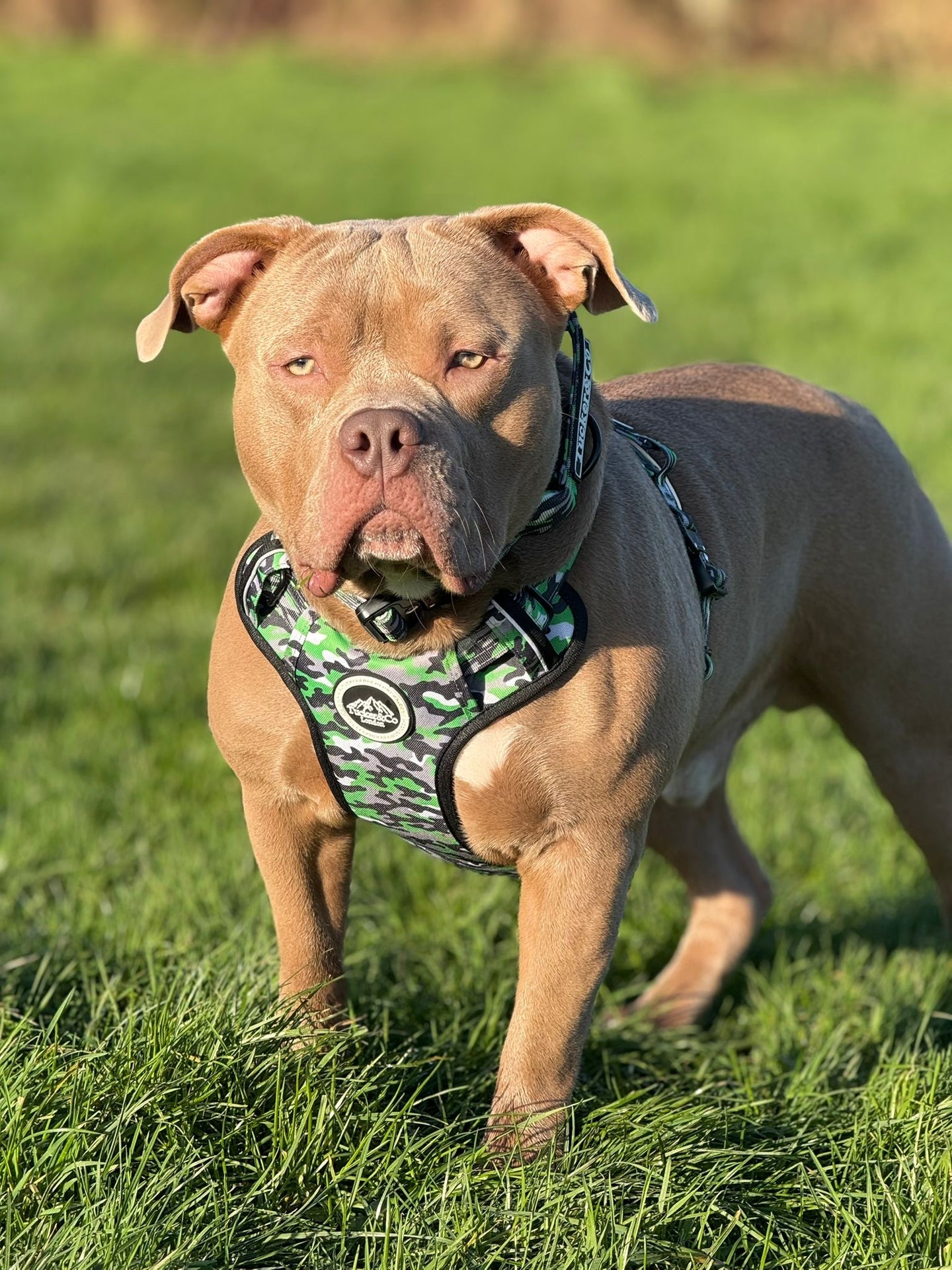 Tucker&Co Camo Lime Green Tactical Dog Harness.