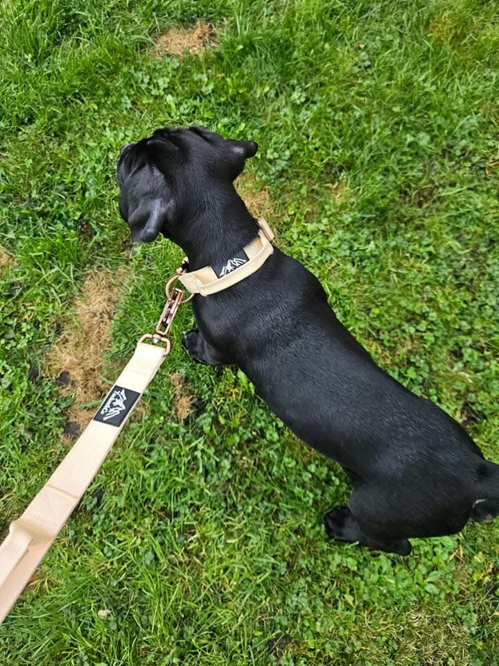 Tucker&Co Vanilla Beige Puppy Collar - 2.5cm