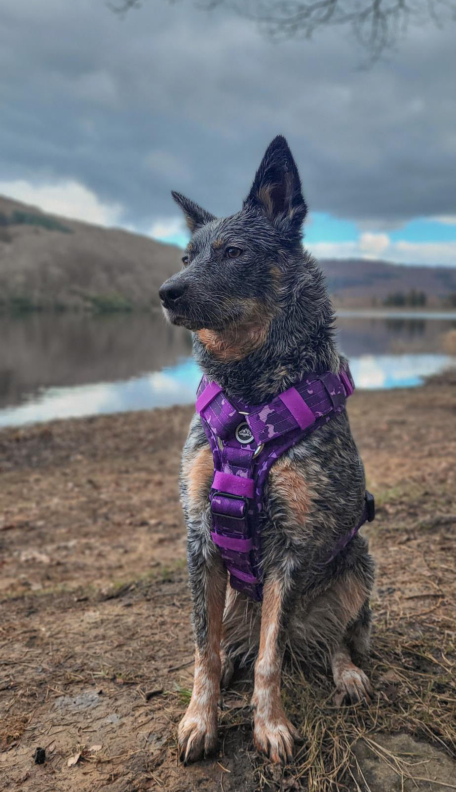Tucker&Co Camo Purple Ultimate Tri Harness.