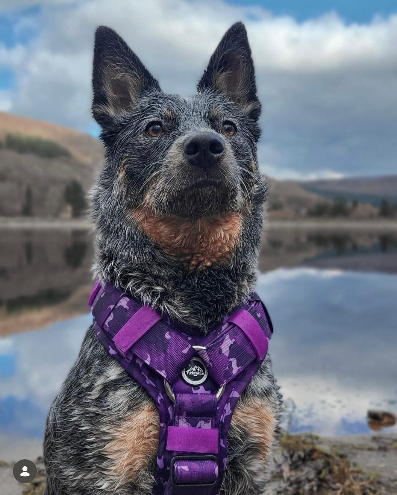 Tucker&Co Camo Purple Ultimate Tri Harness.