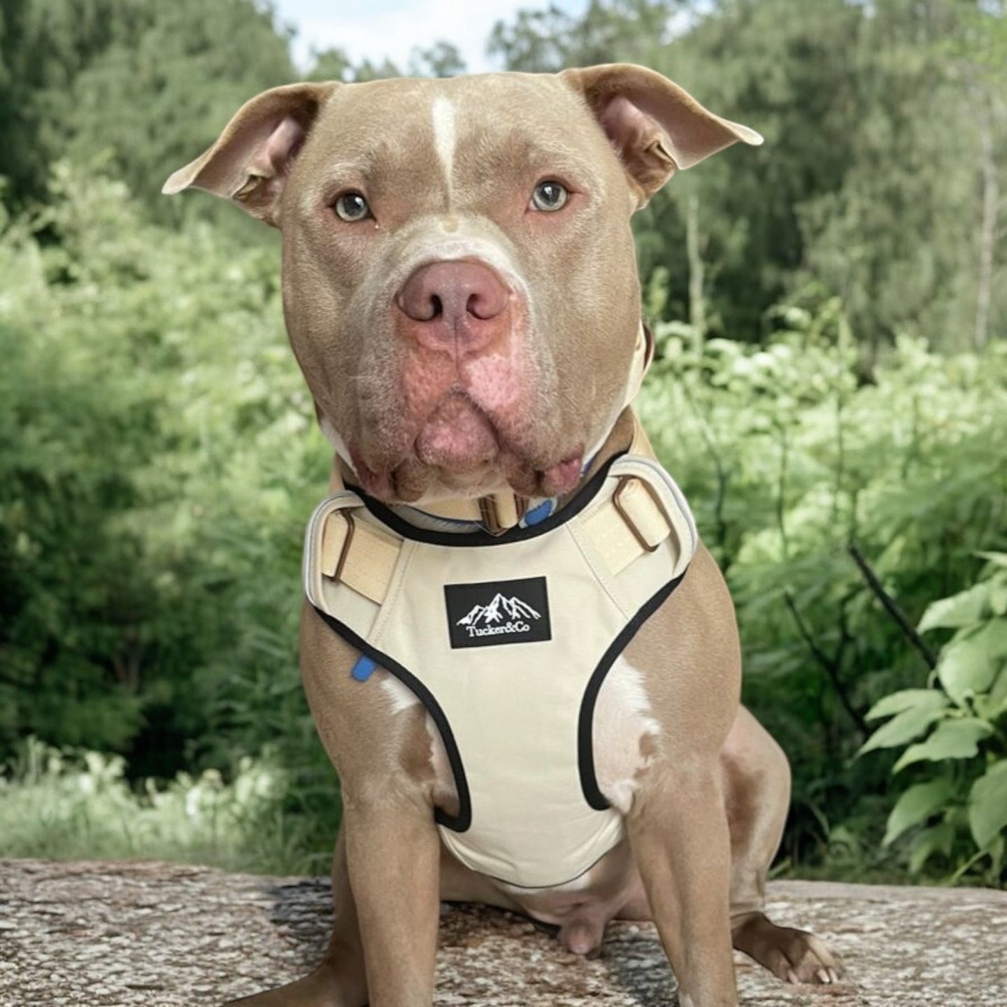 Tucker&Co Vanilla Beige 2024 Tactical Dog Harness.