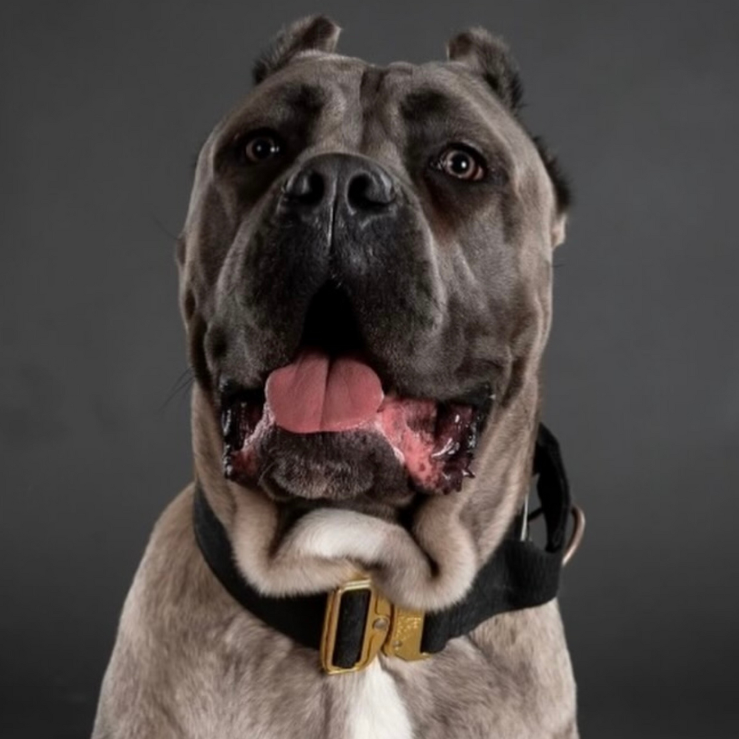 Tucker&Co Black/Gold Tactical Dog Collar.