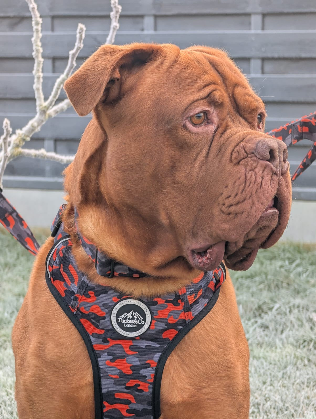 Tucker&Co Camo Orange Tactical Dog Harness.